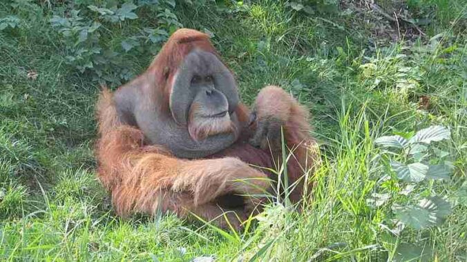 Sumatran orangutan - Sumatra Orang Utan im Pongoland, tags: zur - CC BY-SA
