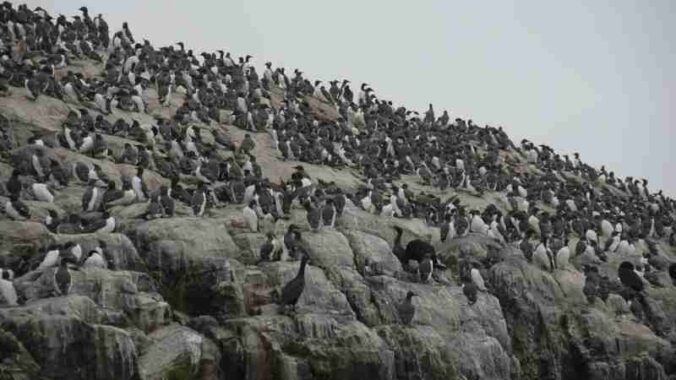 a large flock of birds sitting on top of a rocky cliff - Guillemot colony., tags: die auf den - unsplash